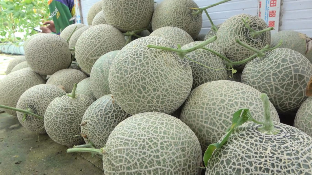 Teknologi Pertanian di Lamongan Hasilkan Buah Melon Premium