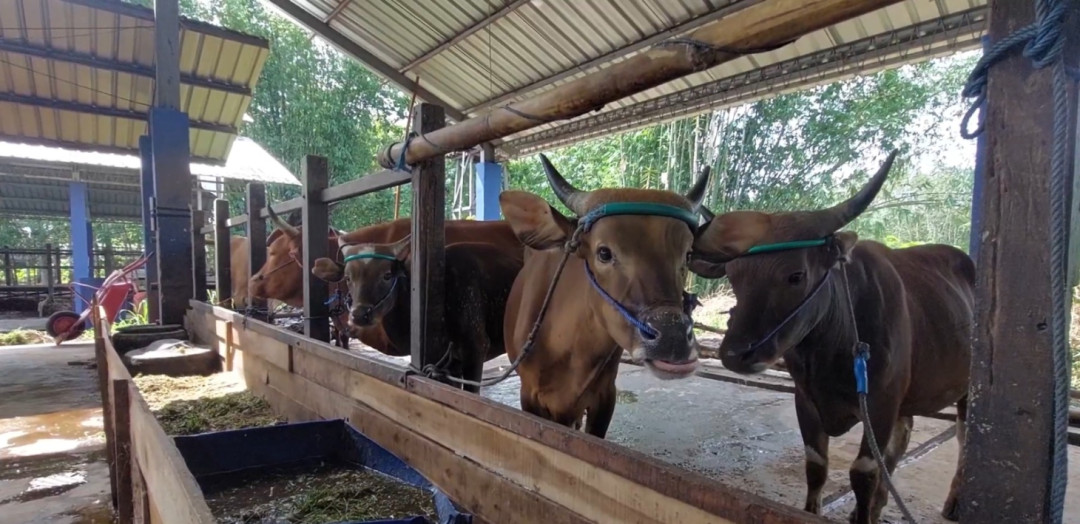Pemkab Banjar Pastikan Stok Daging Sapi Aman Hingga Idul Fitri 1447 H