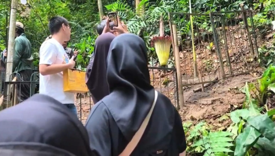 Bunga Bangkai Mekar Sempurna di Kebun Raya Bogor, Pengunjung Antre Foto Selfie