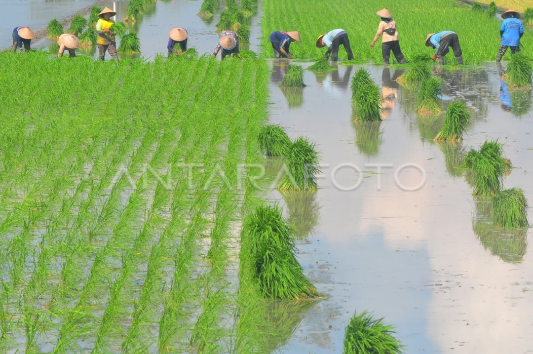 Kementan Sebut Pendapatan Petani Masih Rendah, Hanya Rp 3,7 Juta per Bulan
