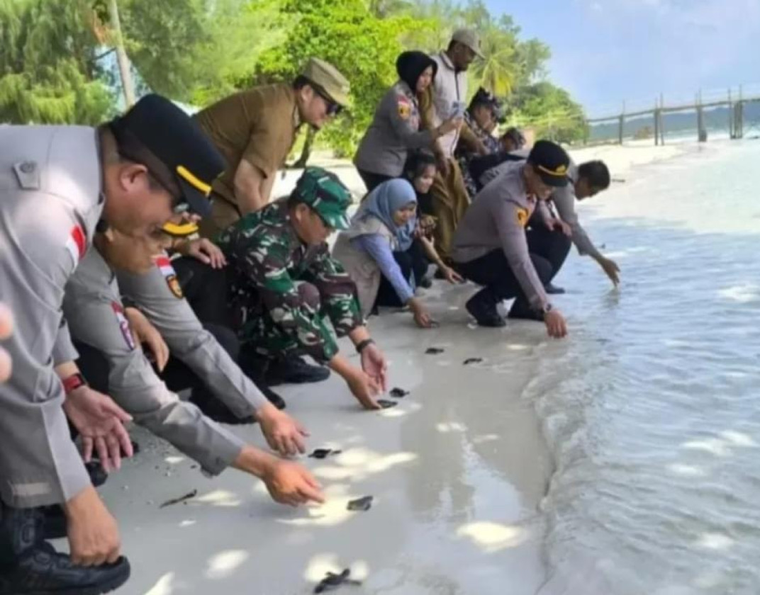 Ratusan Tukik Dilepas di Desa Mapur, Upaya Jaga Kelestarian Laut Bintan Pesisir