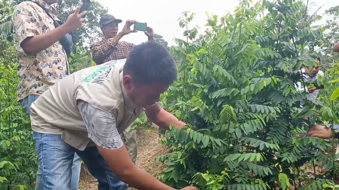 Petani Lombok Tengah Manfaatkan Peluang Budidaya Daun Katuk