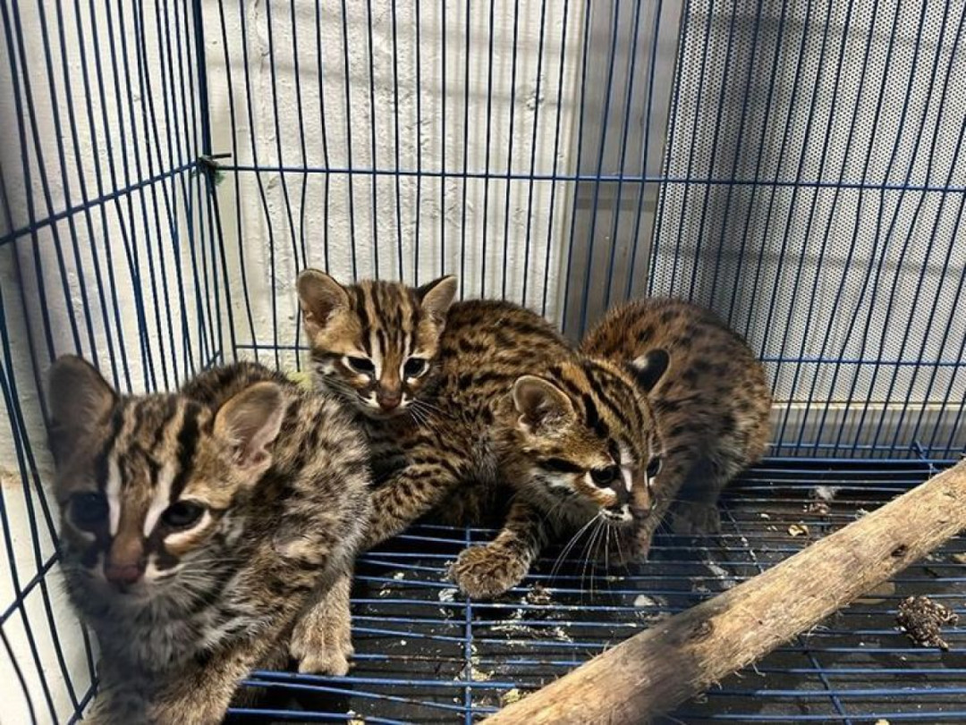 Gakkum Kehutanan Gagalkan Perdagangan 6 Kucing Kuwuk di Medan, Satu Pelaku Ditangkap
