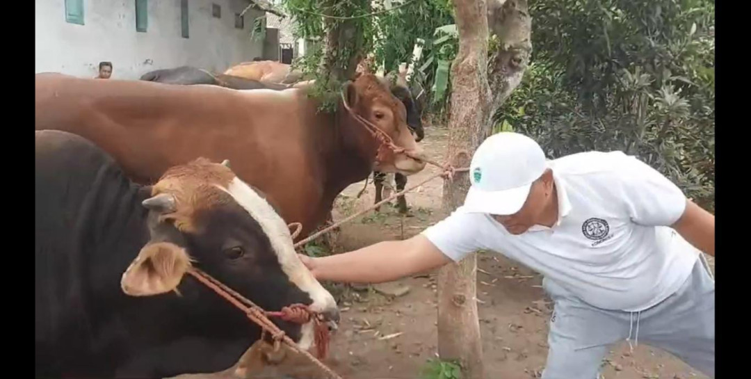 Pemerintah Siaga Hadapi Penyebaran PMK, 4 Juta Dosis Vaksin Dialokasikan di 2025