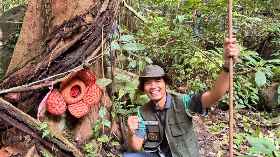 Kajari Anambas Terpukau Pesona Rafflesia, Serukan Perlindungan Total Hutan Indonesia