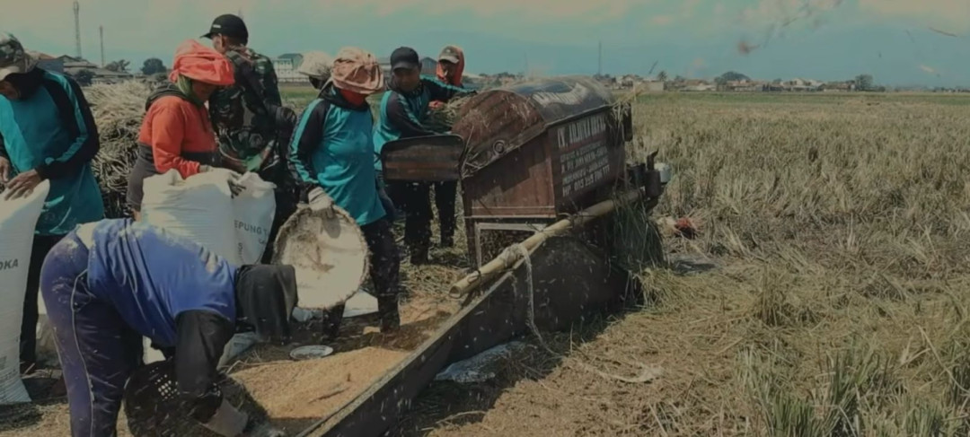 Rekor Serapan Gabah, Bulog Hadirkan Kado 58 Tahun untuk Indonesia