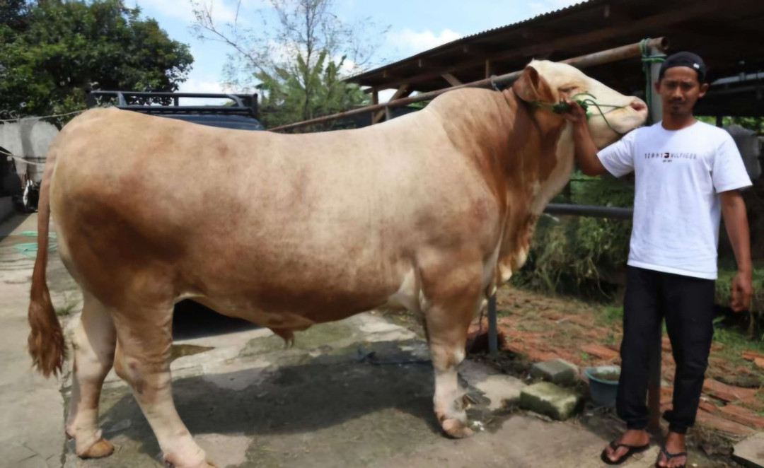 Presiden Prabowo Beli Sapi 1,15 Ton untuk Kurban Iduladha 2025 di Tangerang
