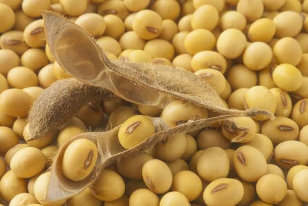 Stabilitas Pasokan, Bapanas Minta Bulog Penuhi Stok Kedelai ke Pengrajin Tahu Dan Tempe