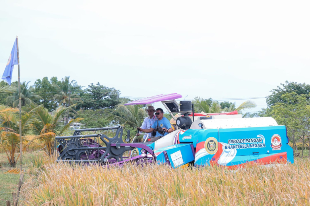 Varietas PS-08, Harapan Baru Padi Organik Nasional Tumbuh dari Banten