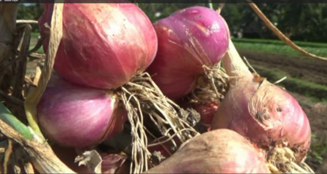 Musim Panen, Harga Bawang Merah di Bojonegoro Melonjak