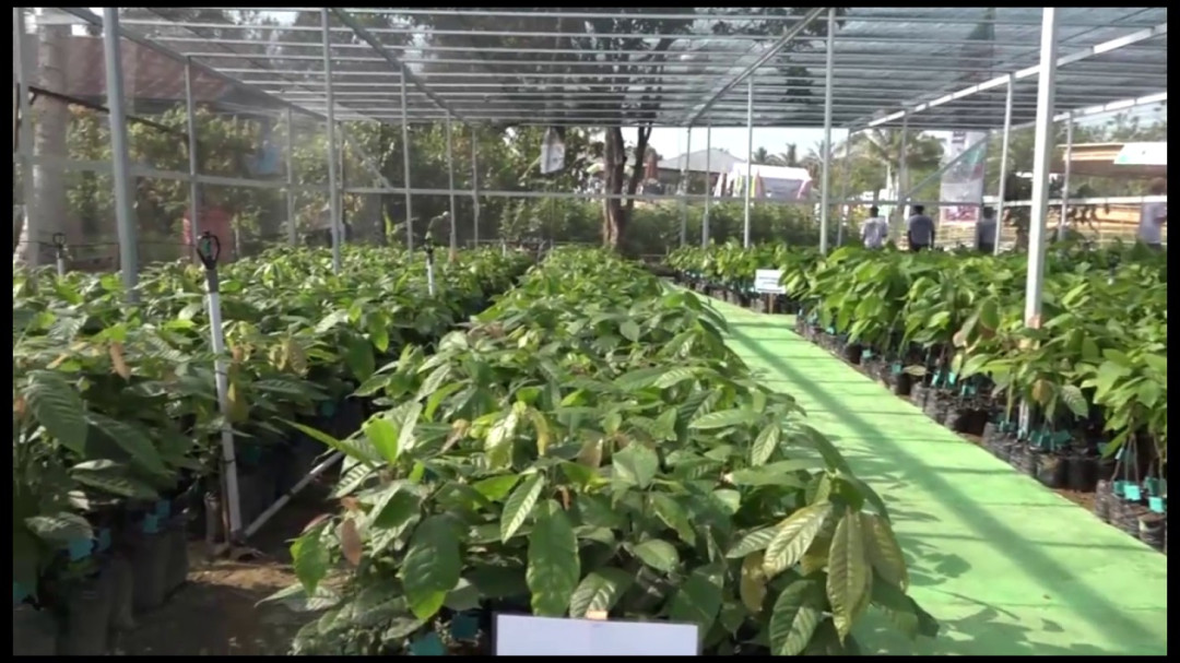 Sultra Terima Bantuan Bibit Perkebunan Rp200 Miliar, Targetkan Kesejahteraan Petani