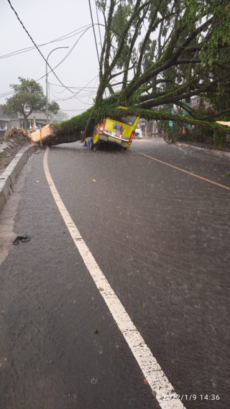 Mobil Tertimpa Pohon Tumbang, Sopir Terluka