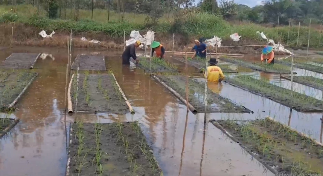 Petani di Belitung Timur Kembangkan Sawah Apung untuk Hadapi Perubahan Iklim