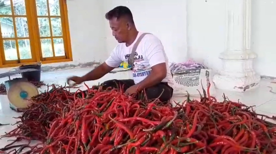 Petani Lingga Panen Dua Ton Cabai