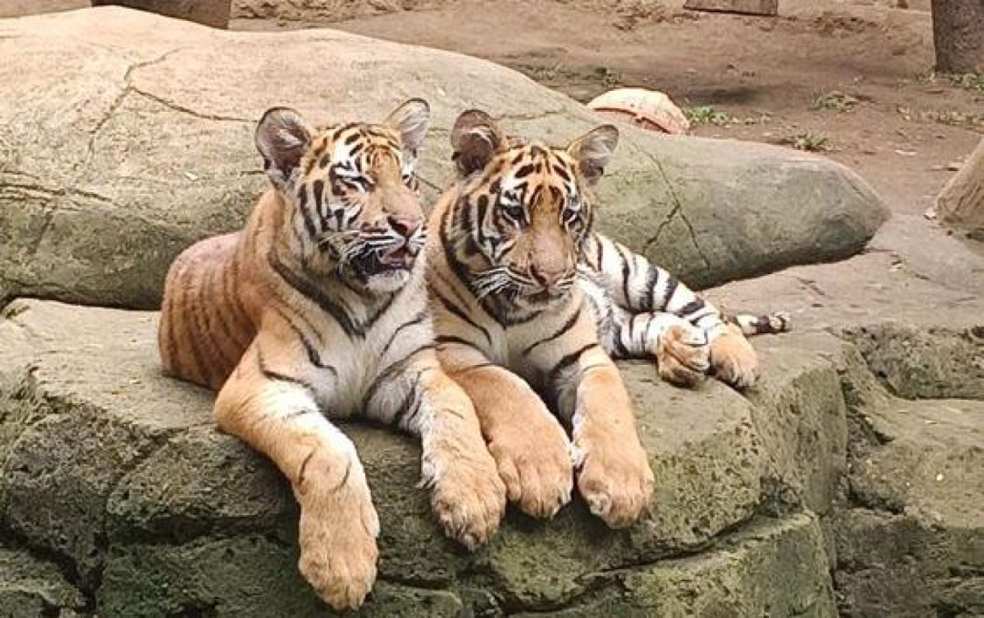 2 Anak Harimau Benggala di Eks Kebun Binatang Bandung Mati Akibat Virus FPV