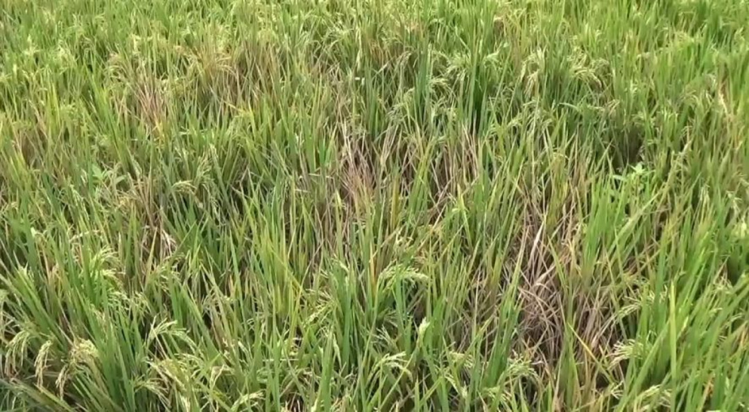 BPS: Produksi Padi November 2025 Naik, Bencana Ancam Panen di Tiga Provinsi