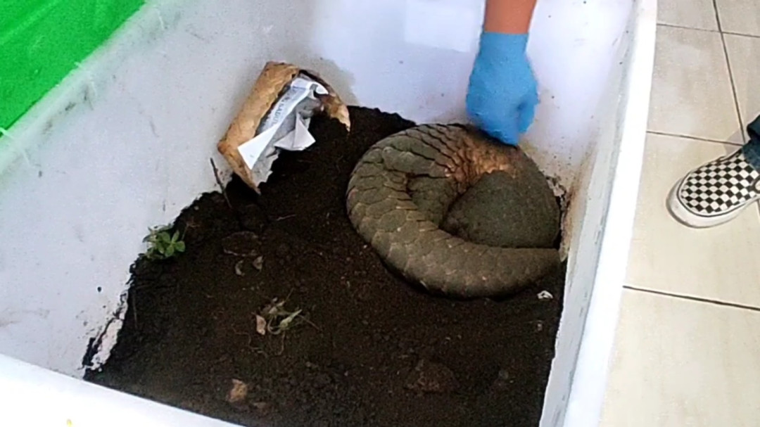 Polres Tasikmalaya Ungkap Sindikat Perdagangan Trenggiling Ilegal