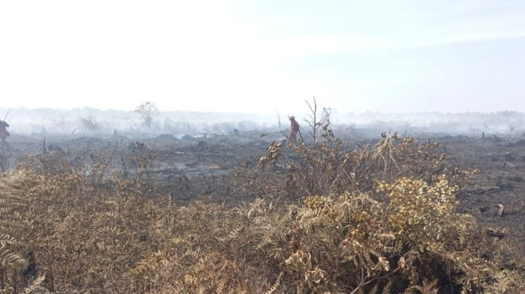 Kebakaran Lahan di Aceh Barat Meluas Capai 50,2 Hektare