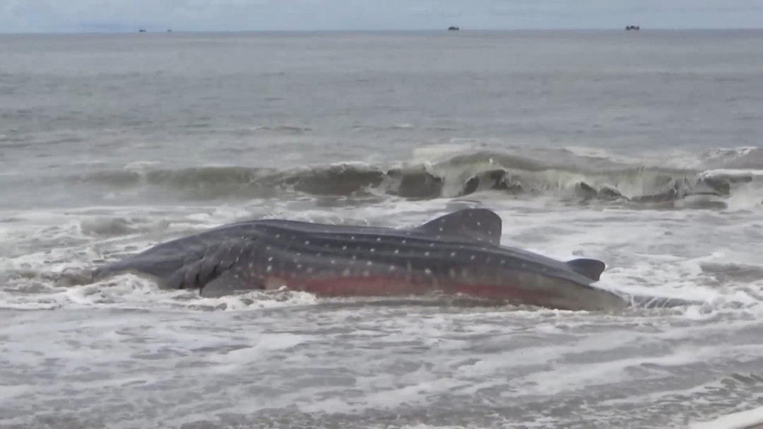 Ikan Hiu Tutul Mati Terdampar di Pesisir Pantai Aceh Barat Day