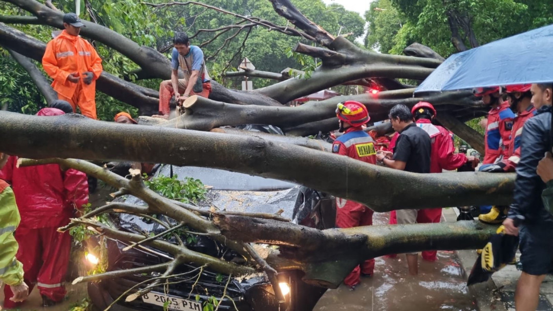 Cuaca Ekstrem Sebabkan Pohon Tumbang di Jakpus, BPBD Lakukan Penanganan Cepat