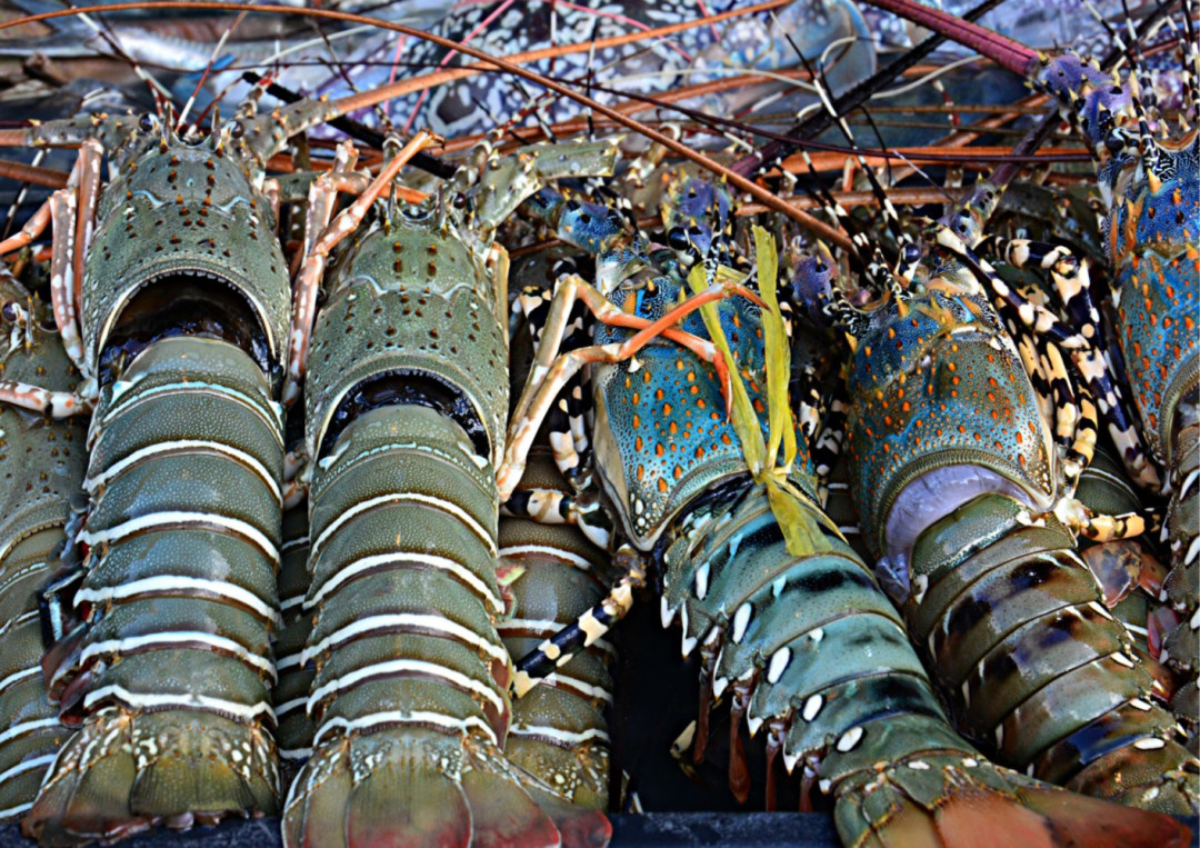 Tingkatkan Nilai Tambah, Legislator Dorong Budidaya Komoditas Benih Lobster