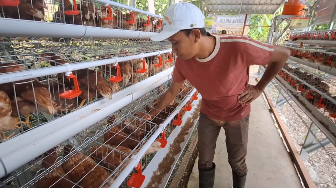 Pasok Bahan Baku Kebutuhan MBG, Warga Kulon Progo Budidaya Ayam Petelur