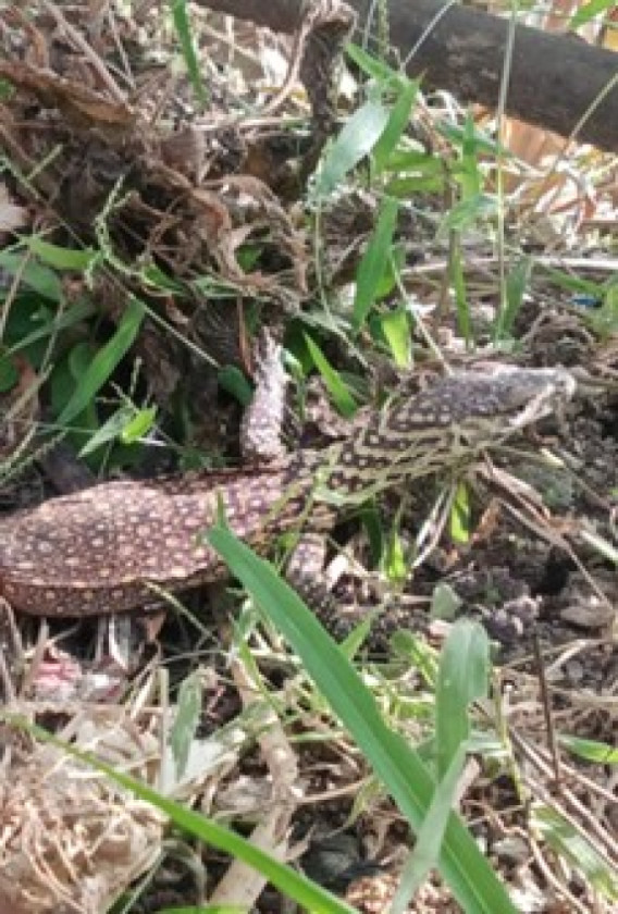 Balai Besar KSDA NTT Tangani Anakan Komodo Masuk Pondok Warga