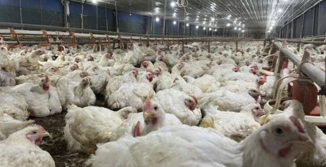 Kementan Jelaskan Pembatasan Ekspor Unggas RI ke Arab Saudi Bersifat Sanitari