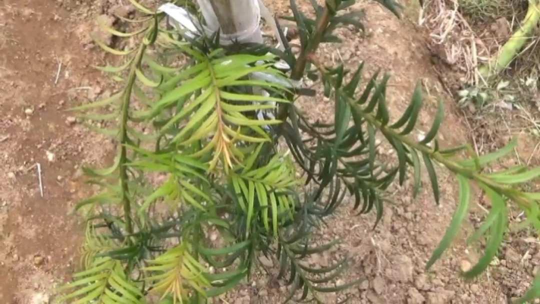 Kampung Taxus Sumatrana