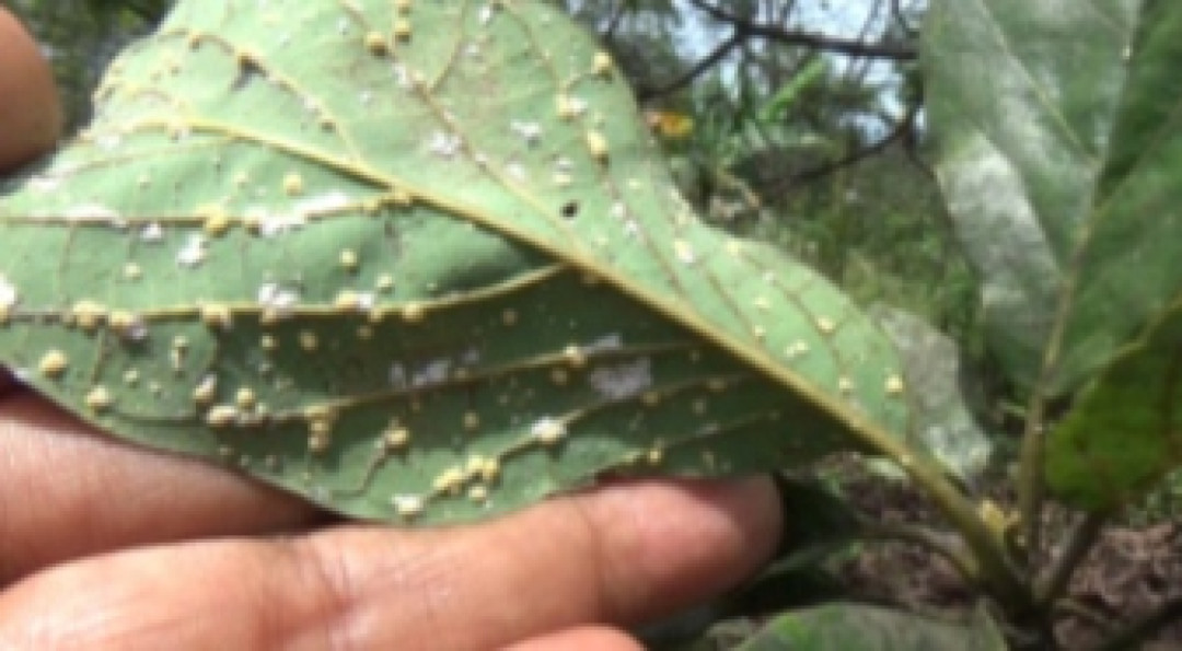 Ratusan Hektar Ladang Alpukat di Pasaman Barat Diserang Hama Kutu Putih