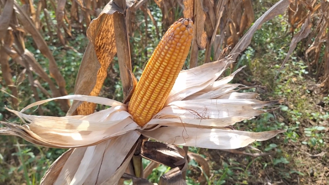 Harga Jagung Stabil Menguntungkan Petani