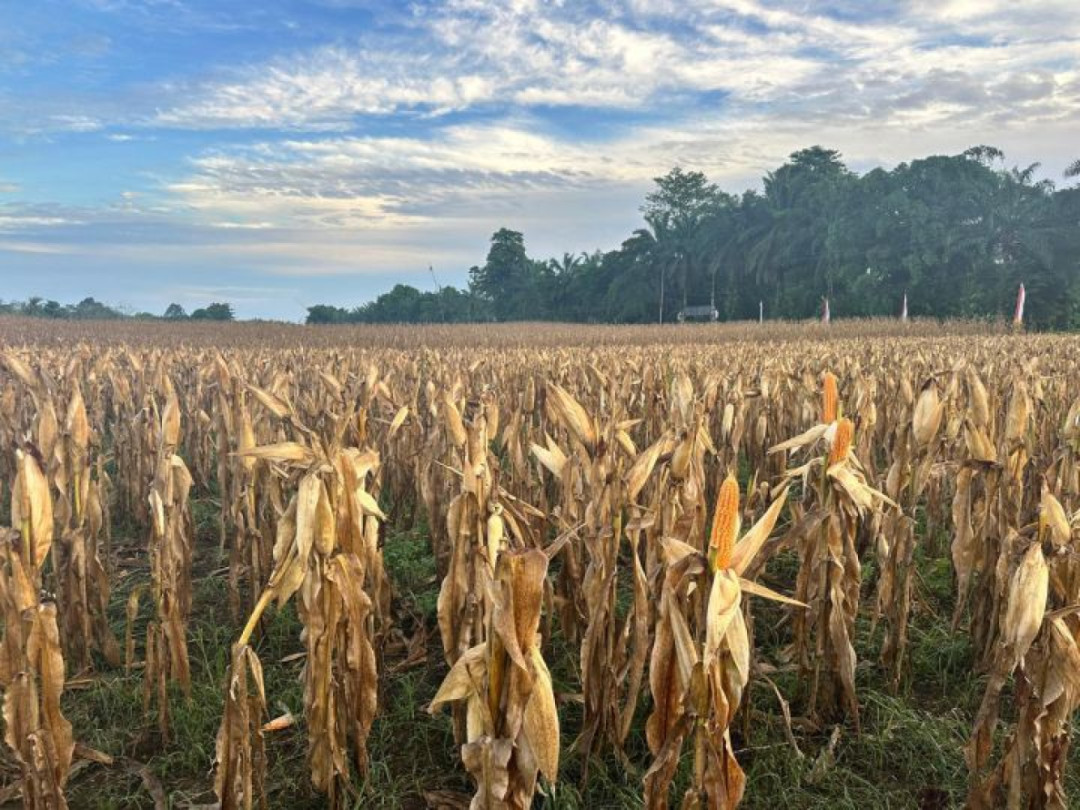 Kementan Percepat Pengembangan Jagung Pangan, Target 18 Juta Ton di 2026