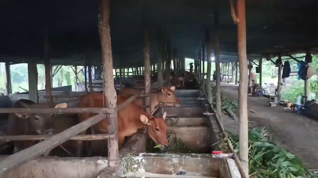 Bangka Belitung Perketat Pengawasan Ternak untuk Cegah PPR dan Virus Nipah