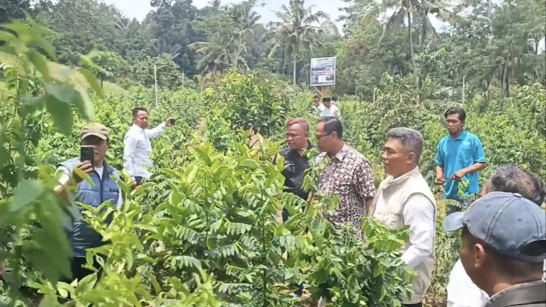 Petani Desa Pemepek Tangkap Peluang Budidaya Daun Katuk