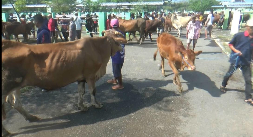 Harga Sapi Kurban di Bojonegoro Naik Jelang Iduladha