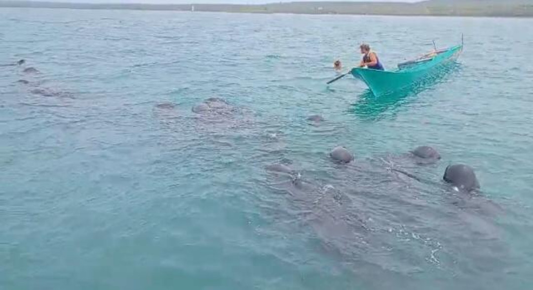 Sekelompok Paus Terdampar di Rote Ndao, Warga dan Polisi Giring ke Laut Lepas