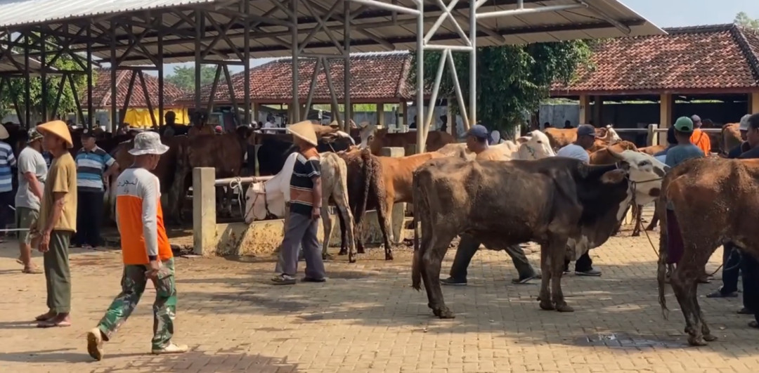 Wabah Antraks Merebak di Gunungkidul, Dinas Kesehatan Lakukan Penelusuran Kontak
