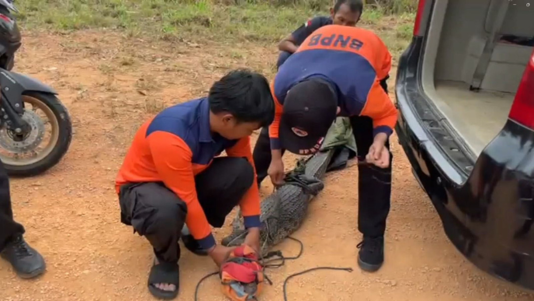 BPBD Bintan Amankan Buaya Muncul di Restoran Apung Desa Penaga