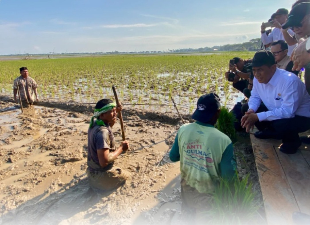 Mentan Amran Percepat Pemulihan Sawah Aceh Utara