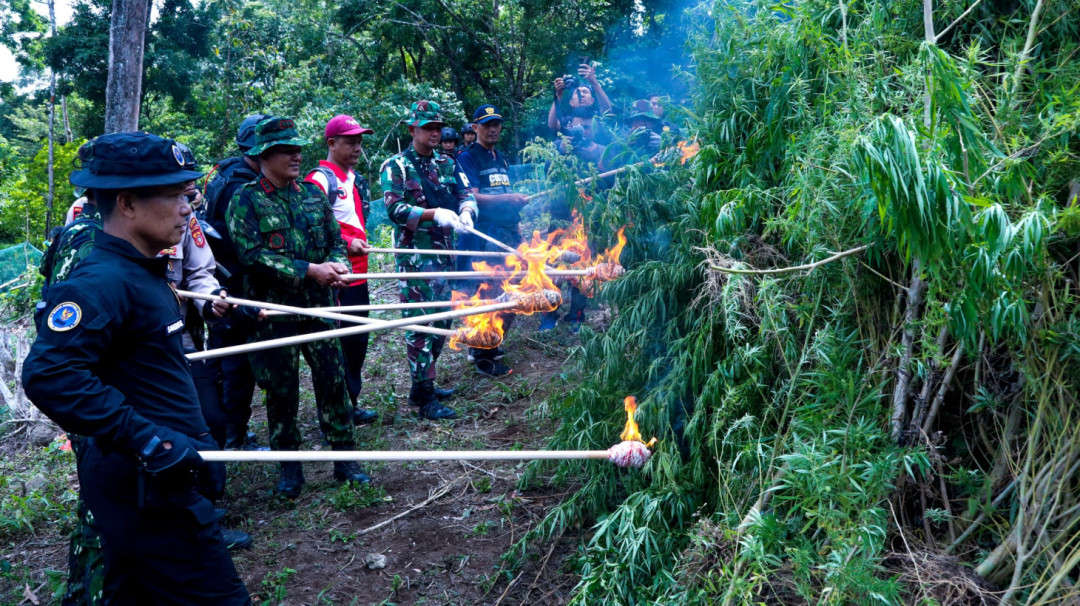 BNN Aceh Besar Berhasil Musnahkan Ribuan Pohon Ganja Seluas 2 Hektare