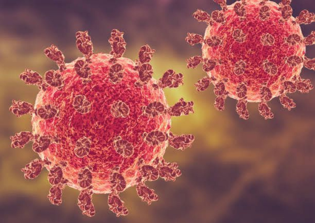 Kasus Nipah Muncul Lagi di India, Indonesia Perketat Kesiapsiagaan