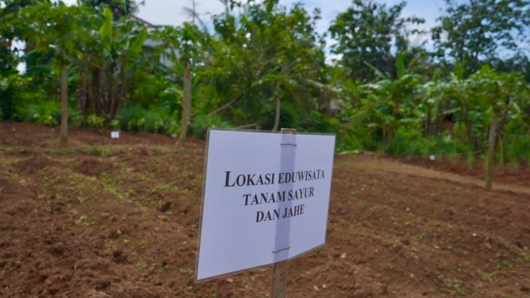 Petani Jahe Jatirejo Bertahan di Tengah Tantangan Cuaca dan Keterbatasan Dana