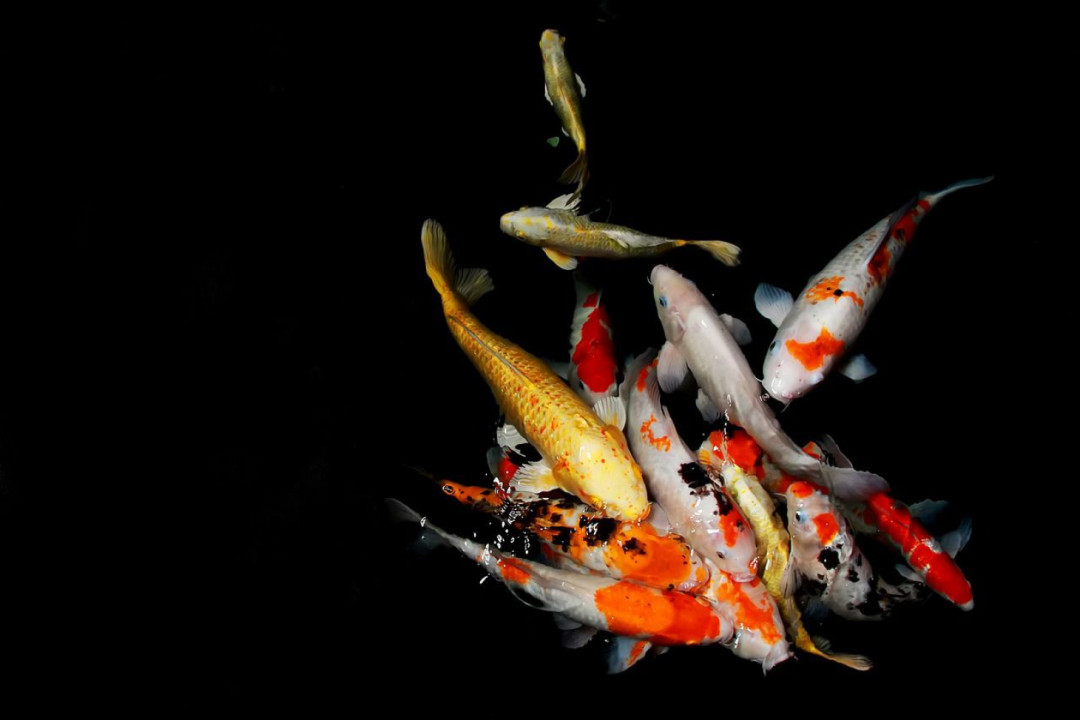 Daya Tarik Ikan Koi Jadi Budidaya dan Peluang Usaha di Kalimantan Selatan