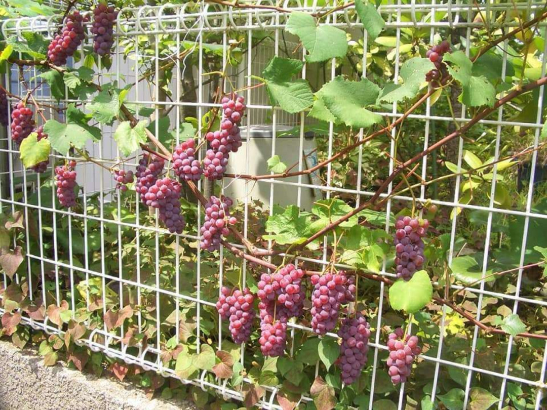 Kisah Unik, Pekarangan Rumah Kecil Tak jadi Penghalang Menanam Pohon Anggur