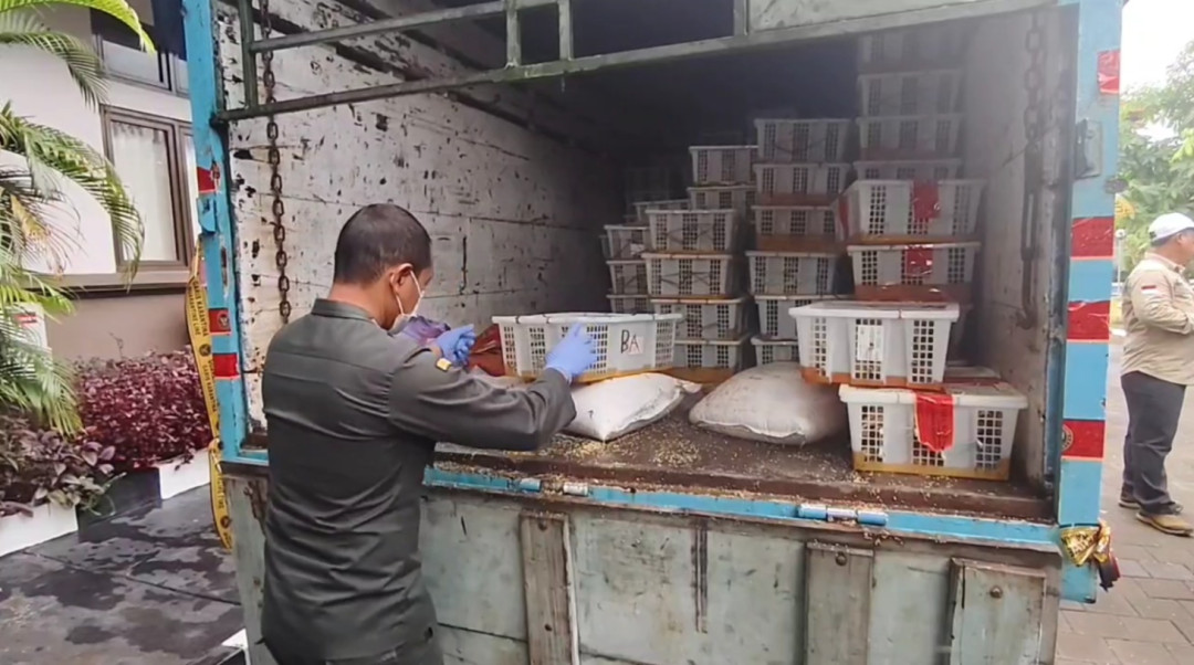 Badan Karantina Indonesia Tindak Tegas Penyelundup Satwa