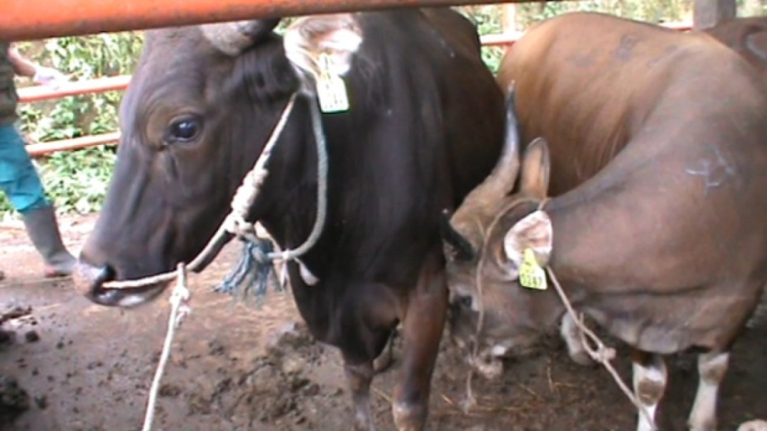 Tinggi Resiko Usahanya,  Masyarakat Payakumbuh Asuransikan Ternaknya