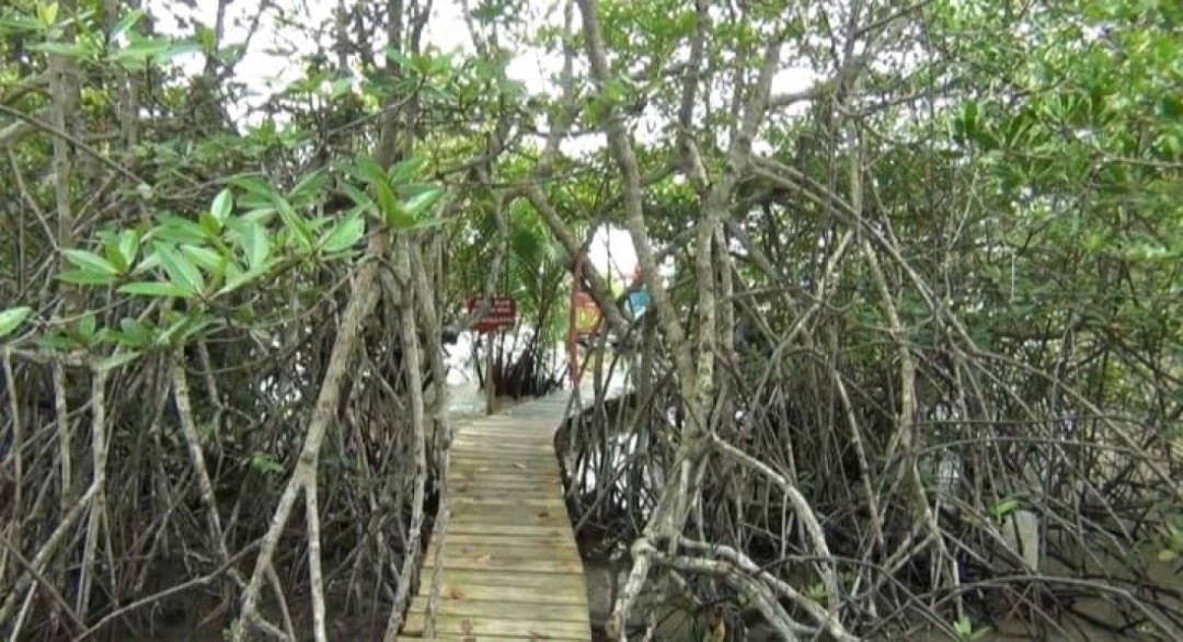 Wisata Hutan Mangrove Bahowo Jadi Pilihan Warga Manado untuk Berlibur