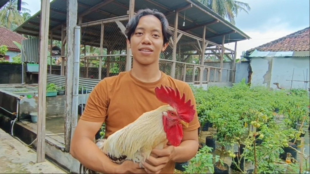 Pemuda Lampung Selatan Ciptakan Ayam AK-79 Tahan Penyakit
