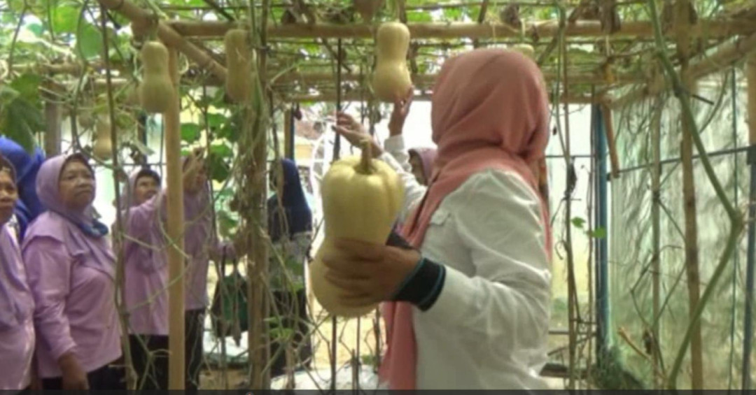 Sekolah Lansia Budidayakan Labu Madu, Cegah Stunting Pada Balita untuk Asupan Gizi