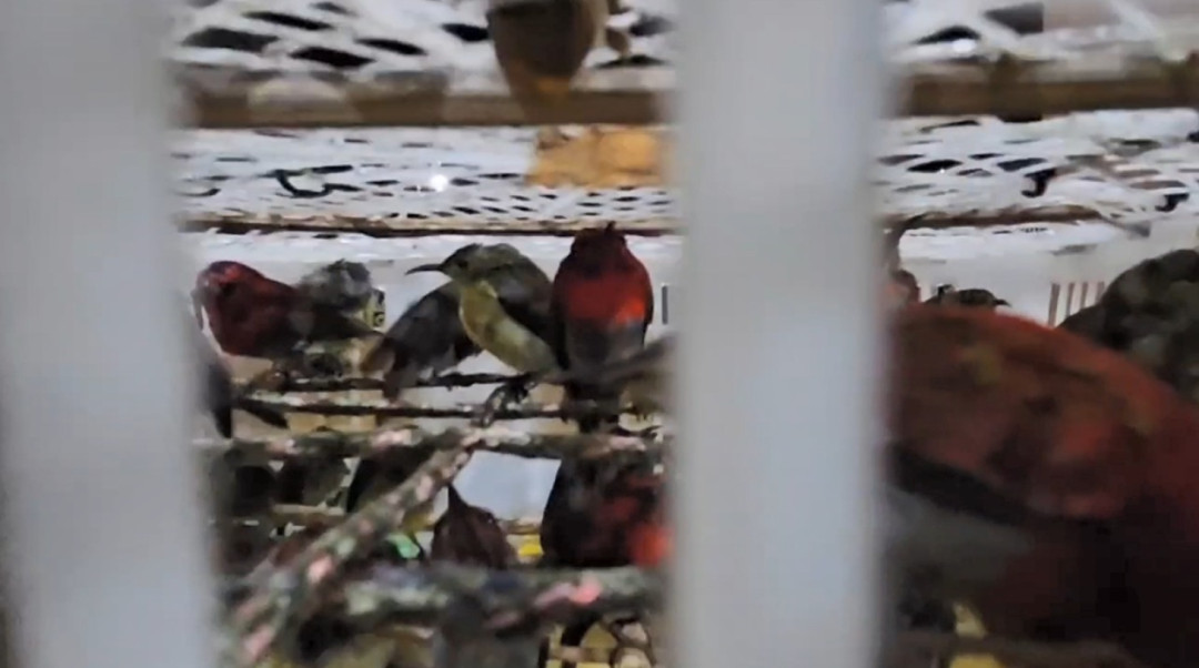 Burung Diselamatkan dari Jerat Perdagangan Gelap di Bakauheni